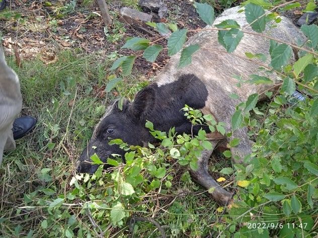 ���������� ��� ��� ������ � �������� �����, �������� � �������, �������� �����-������ ���������