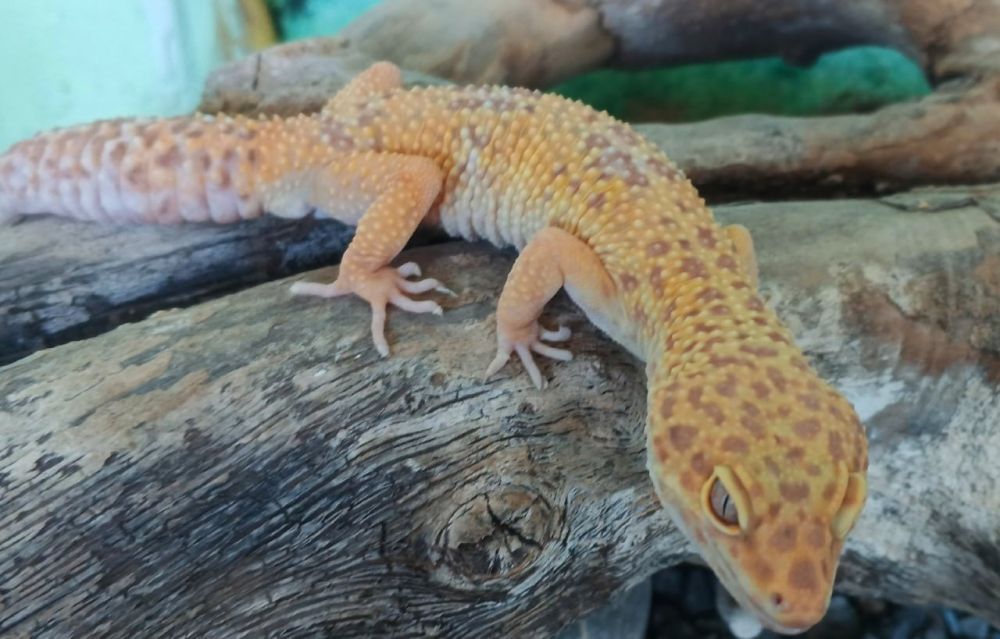 Алчевский эколого-биологический центр детей и юношества приглашает жителей города совершить экскурсию в уголок живой природы!