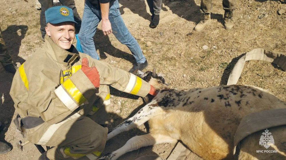 Алчевские спасатели извлекли из теплотрассы теленка, сообщает ведомство в Telegram-канале