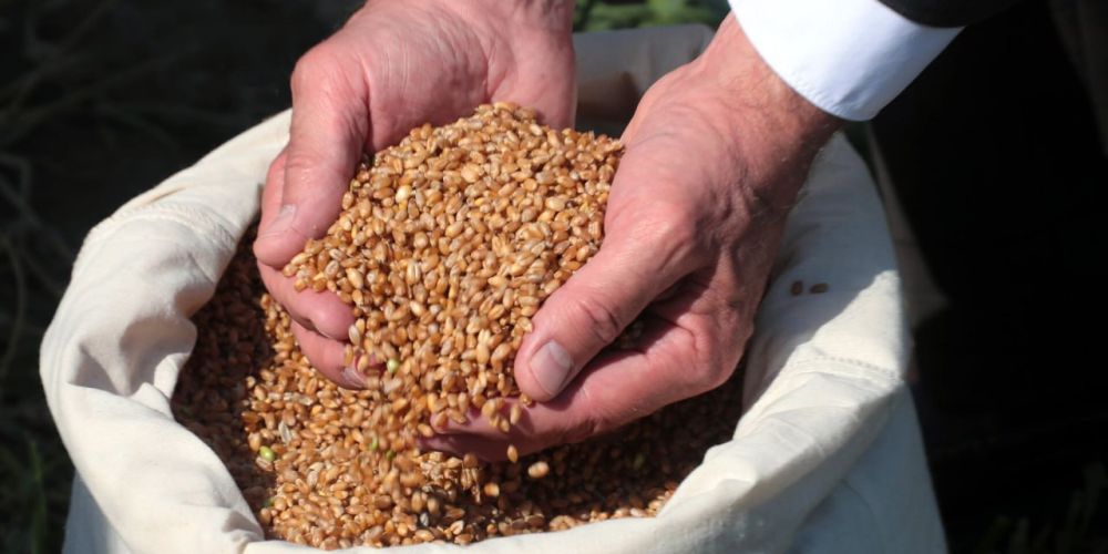 Аграрии ЛНР реализовали в другие регионы России более 77 тысяч тонн зерна, намолоченного в 2023 году, сообщили в управлении Россельхознадзора по ЛНР