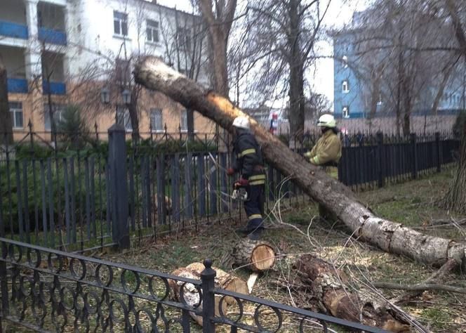 Повреждения от упавшего на автомобиль дерева можно компенсировать