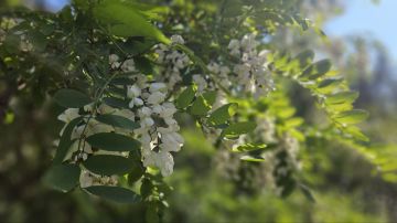 Доброе утро, Алчевск!. Сегодня особенная суббота