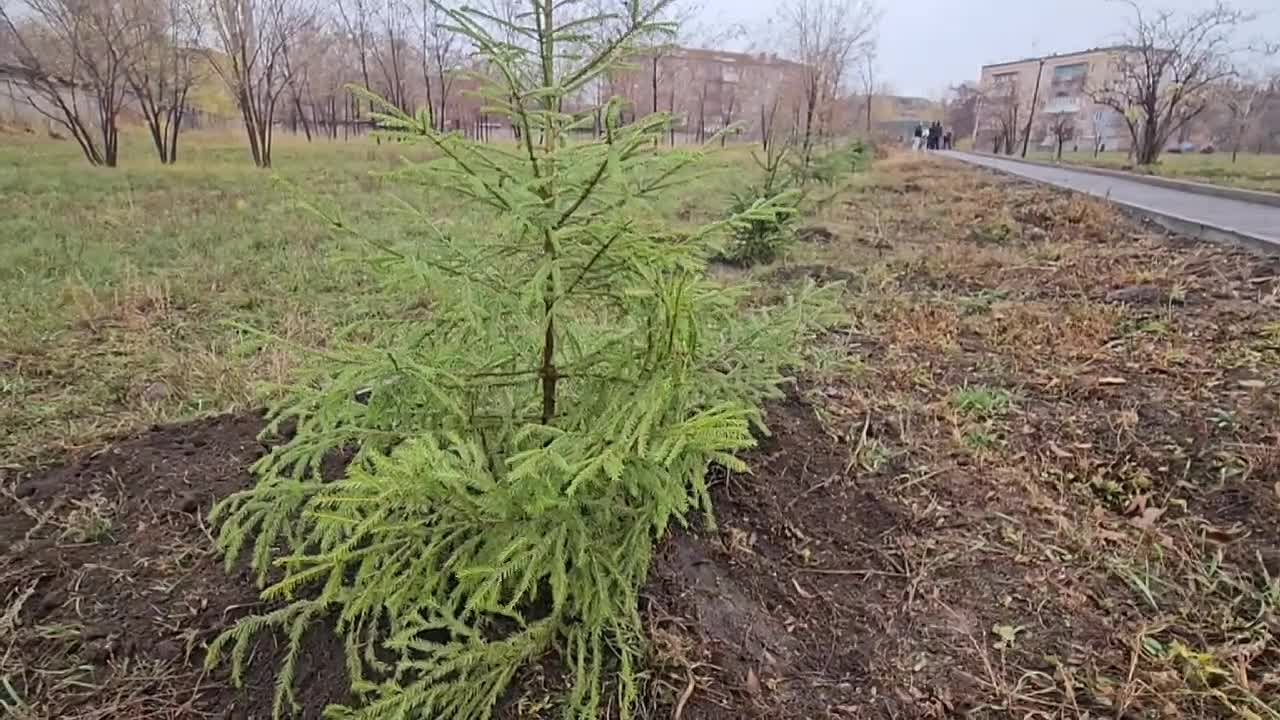 Светлана Гребенькова: В знак вечной памяти и благодарности