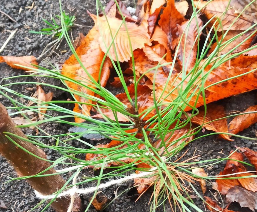 Заключительный в этом году этап Всероссийской акции «Сохраним лес» прошел в Алчевске