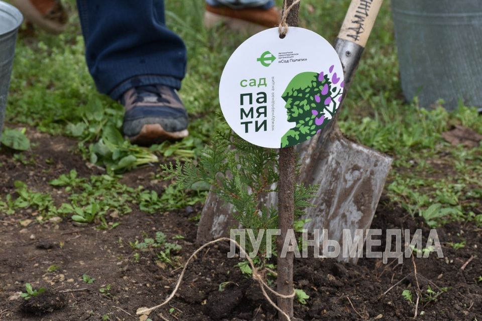 Алчевск присоединился к международной акции «Сад памяти»