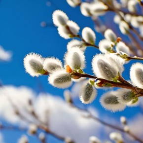 Альберт Апшев: С Вербным воскресеньем, друзья!